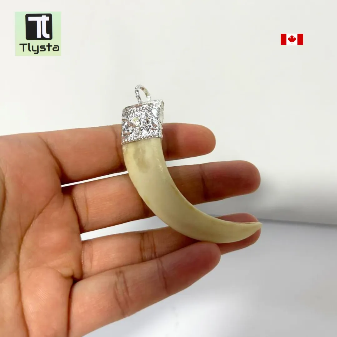 Boar Tusk (Soor Dandh) Big Without Stone