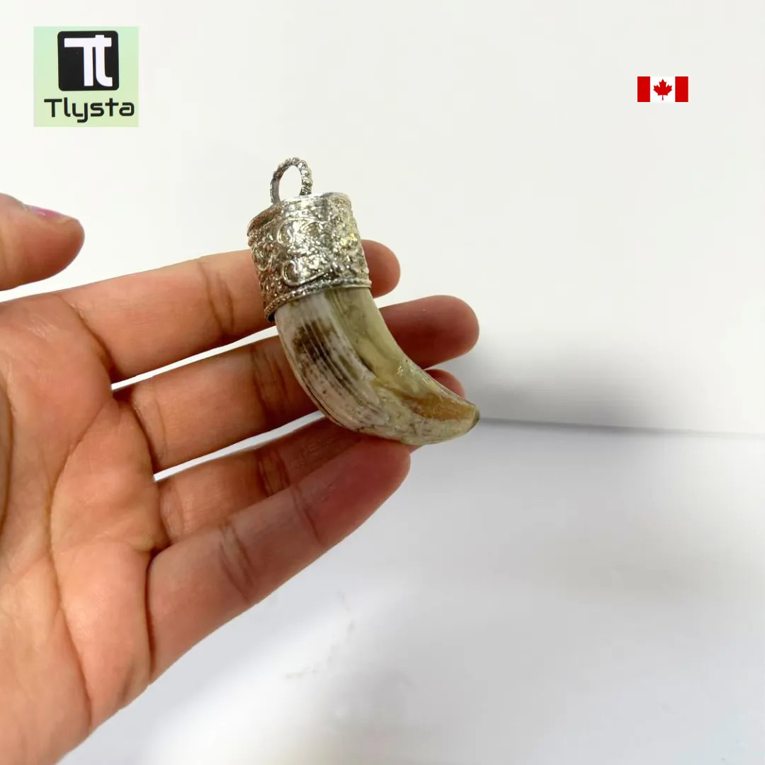 Boar Tusk (Soor Dandh) Thick