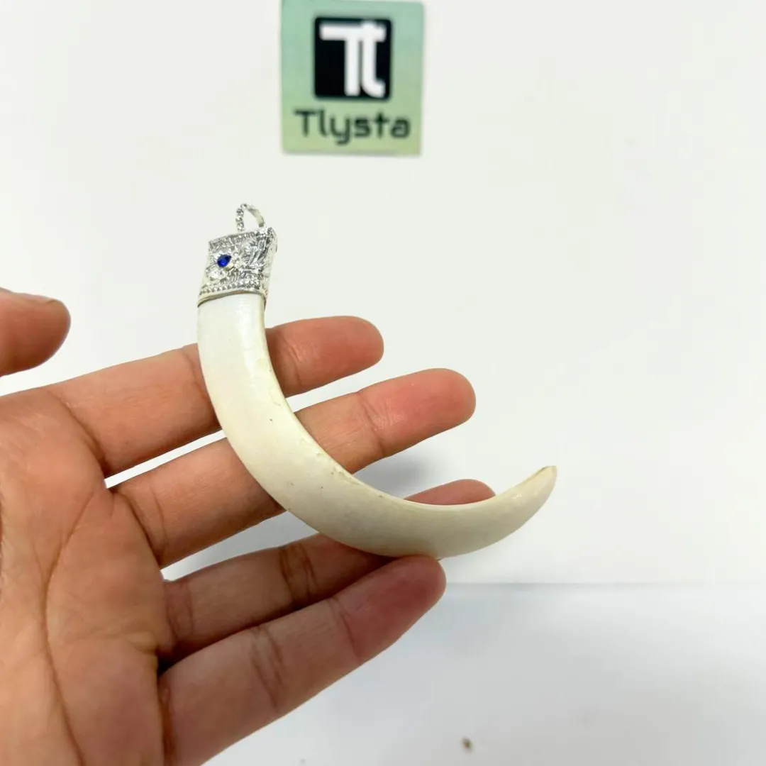 Boar Tusk (Soor Dandh) Medium