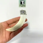 Boar Tusk (Soor Dandh) Super Big