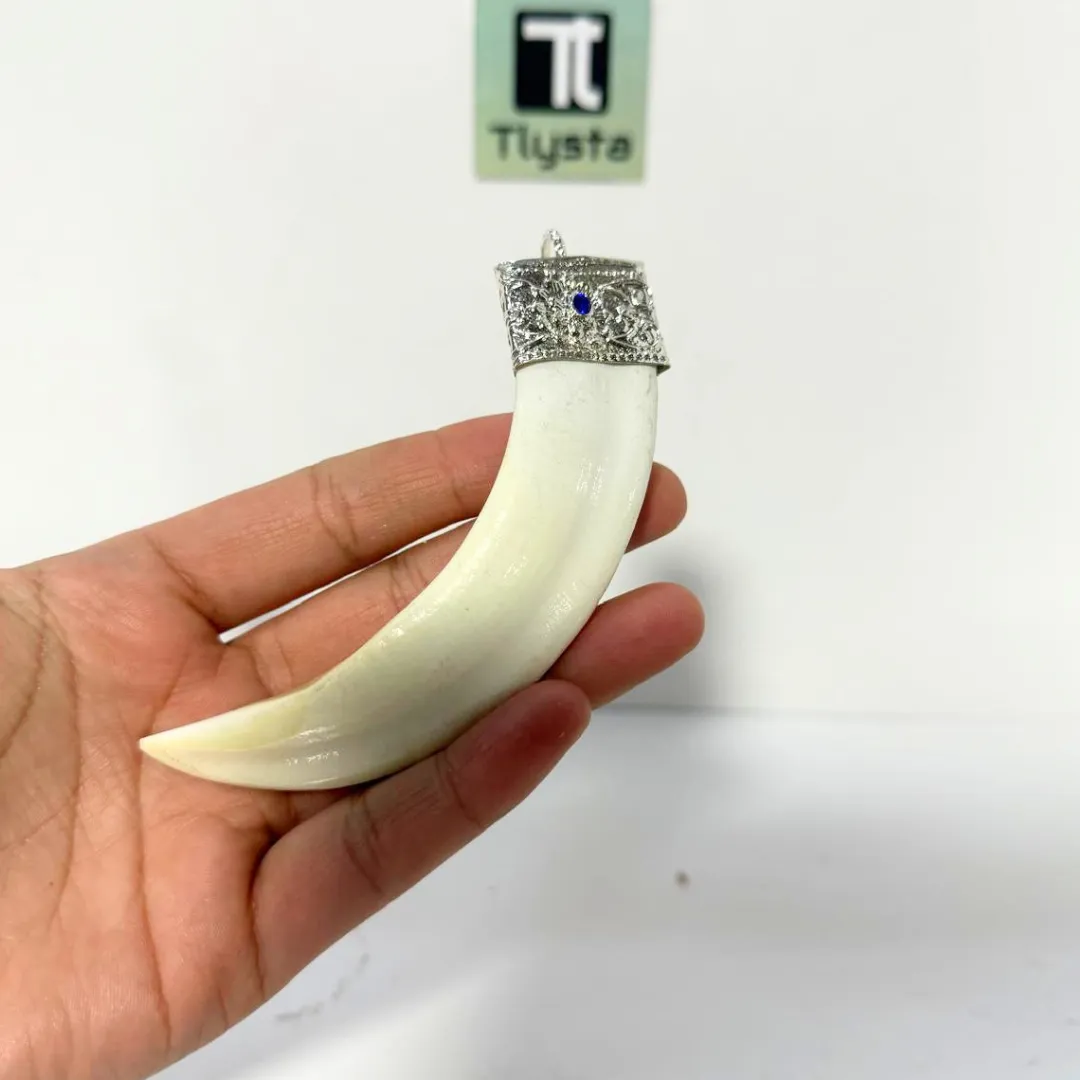 Boar Tusk (Soor Dandh) Super Big