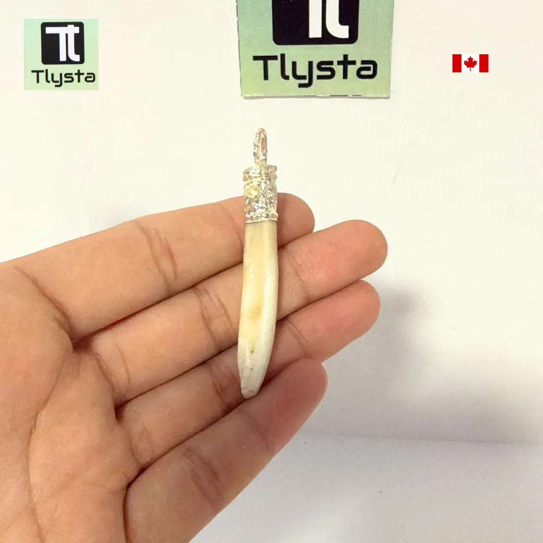 Boar Tusk (Soor Dandh) Thin Shape 13