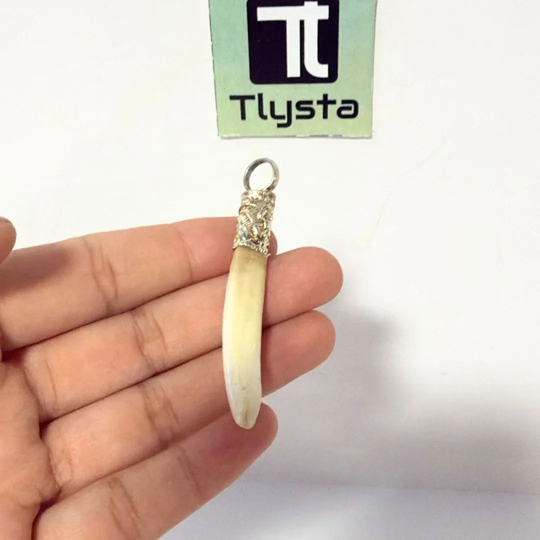 Boar Tusk (Soor Dandh) Thin Shape 14