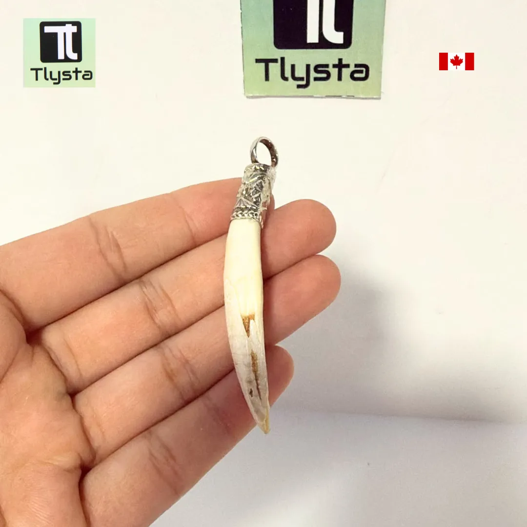 Boar Tusk (Soor Dandh) Thin Shape 7