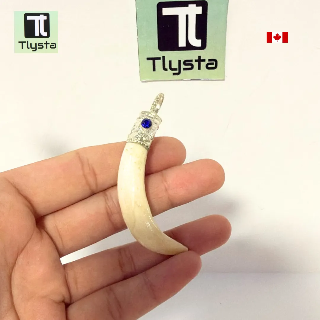 Boar Tusk (Soor Dandh) – Size Medium Shape 15