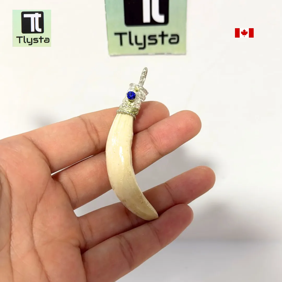 Boar Tusk (Soor Dandh) – Size Medium Shape 18