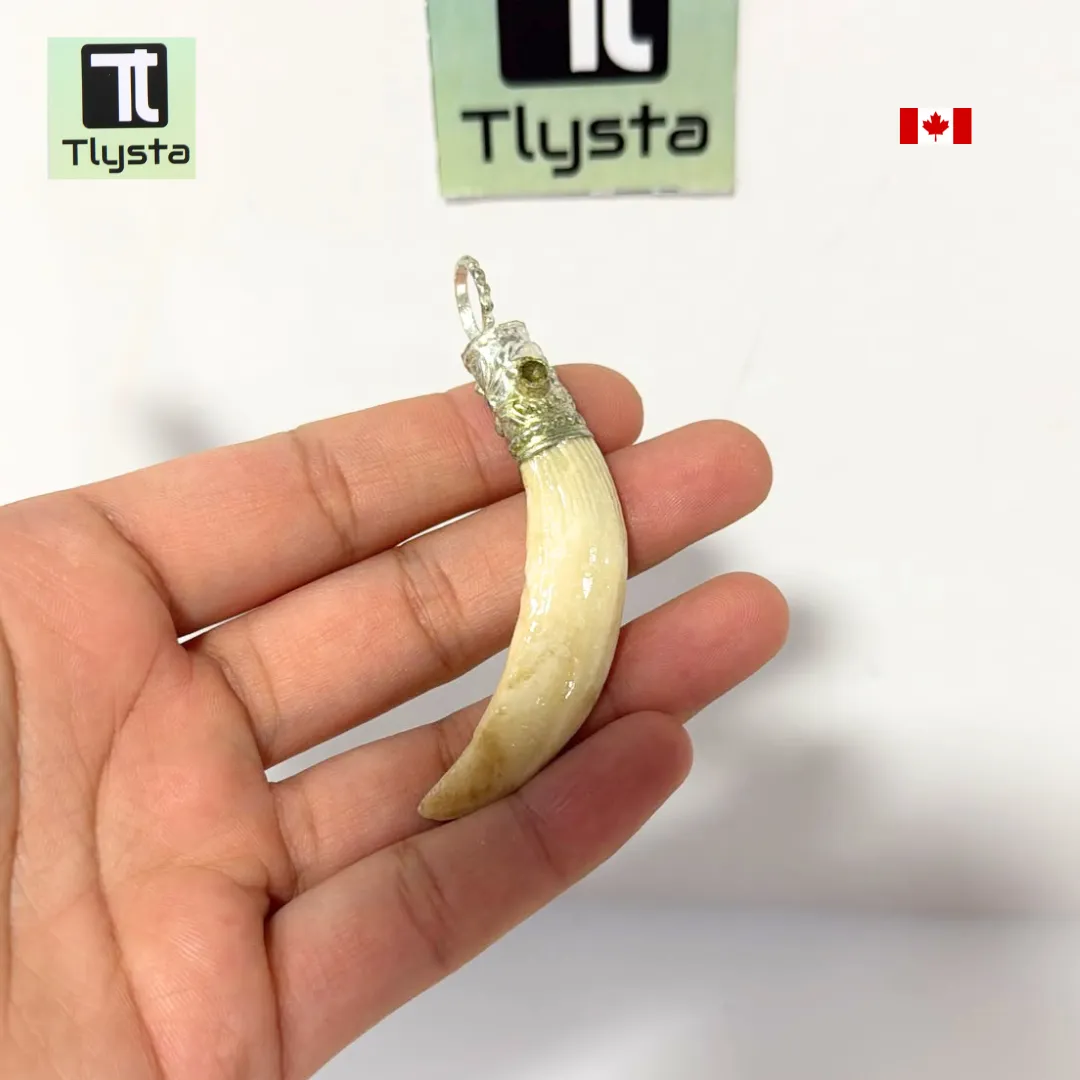 Boar Tusk (Soor Dandh) – Size Medium Shape 2