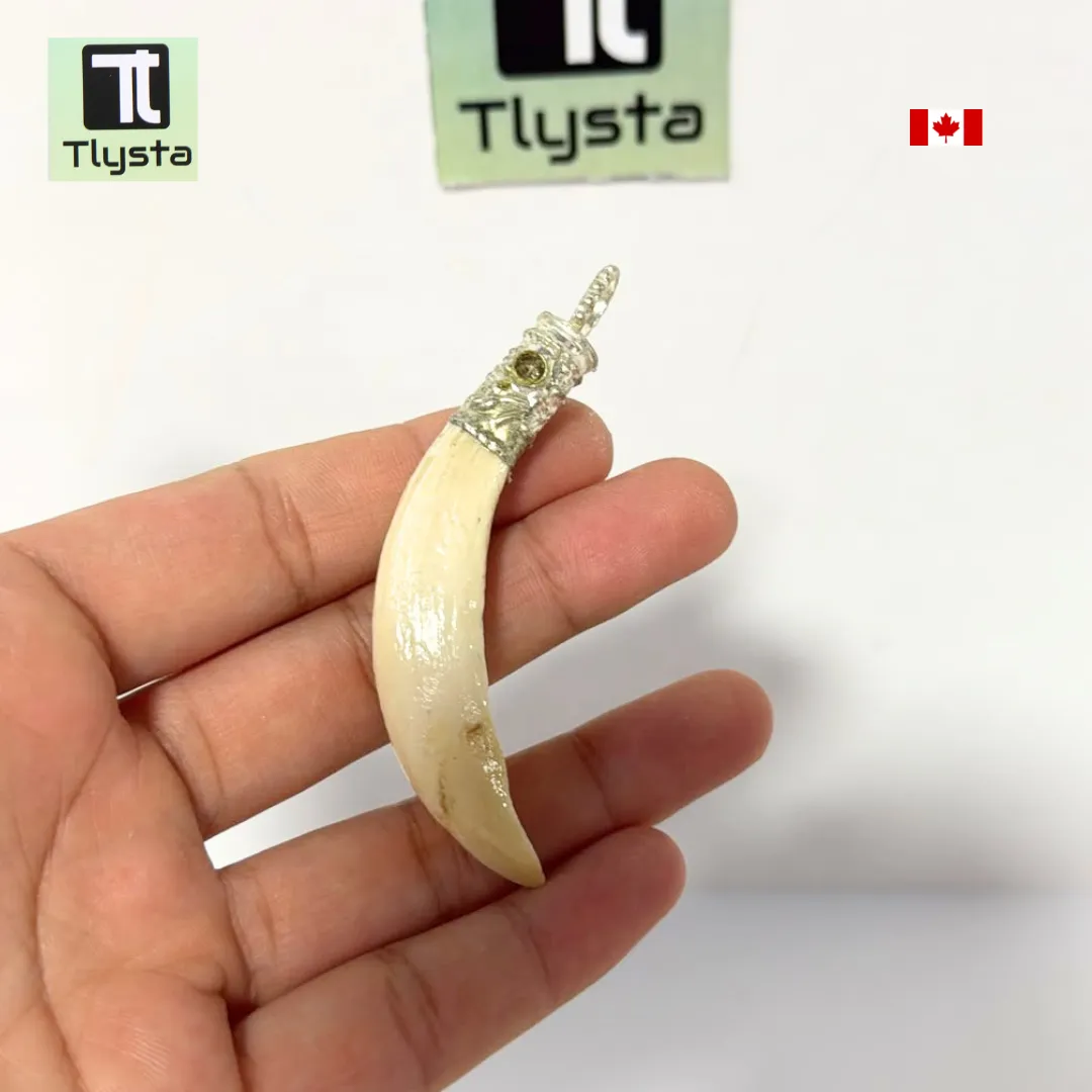 Boar Tusk (Soor Dandh) – Size Medium Shape 23