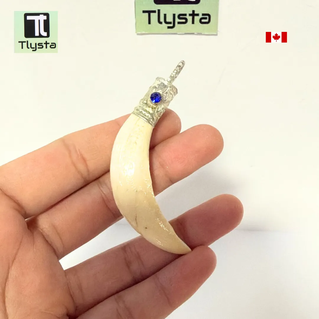 Boar Tusk (Soor Dandh) – Size Medium Shape 25