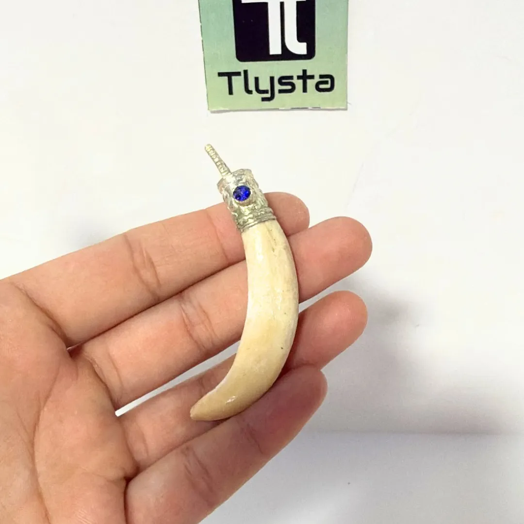 Boar Tusk (Soor Dandh) – Size Medium Shape 26