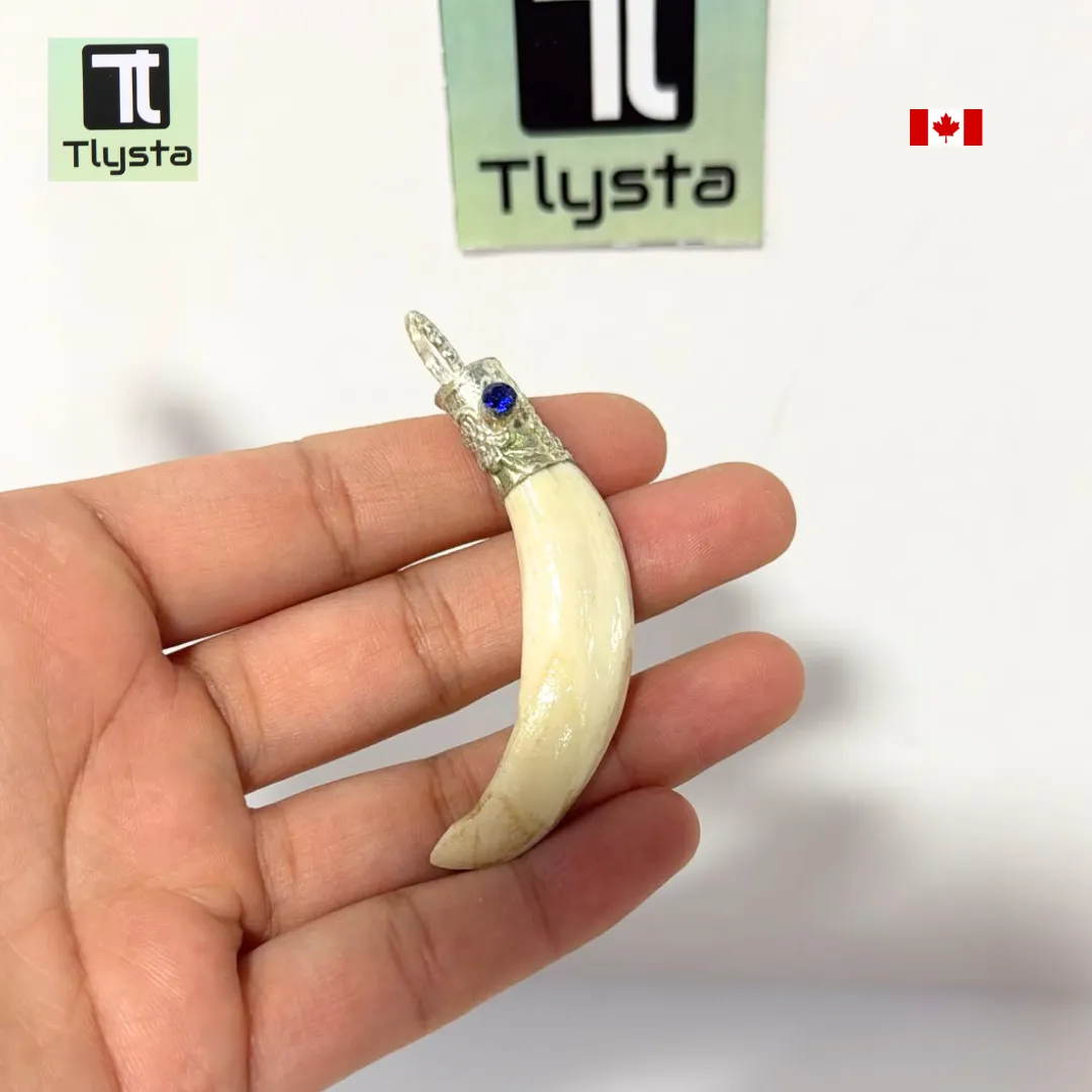 Boar Tusk (Soor Dandh) – Size Medium Shape 3