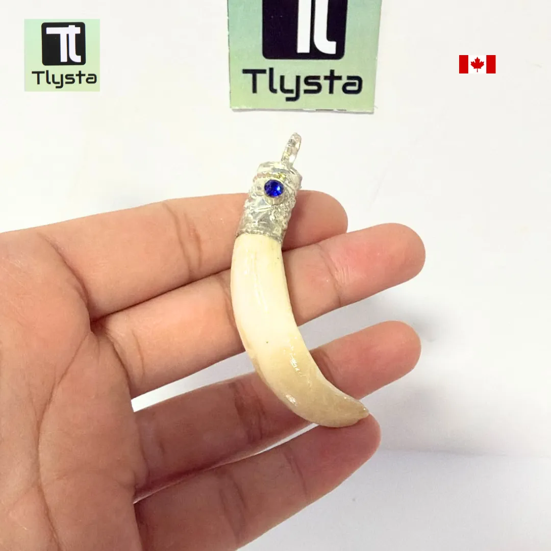 Boar Tusk (Soor Dandh) – Size Medium Shape 31