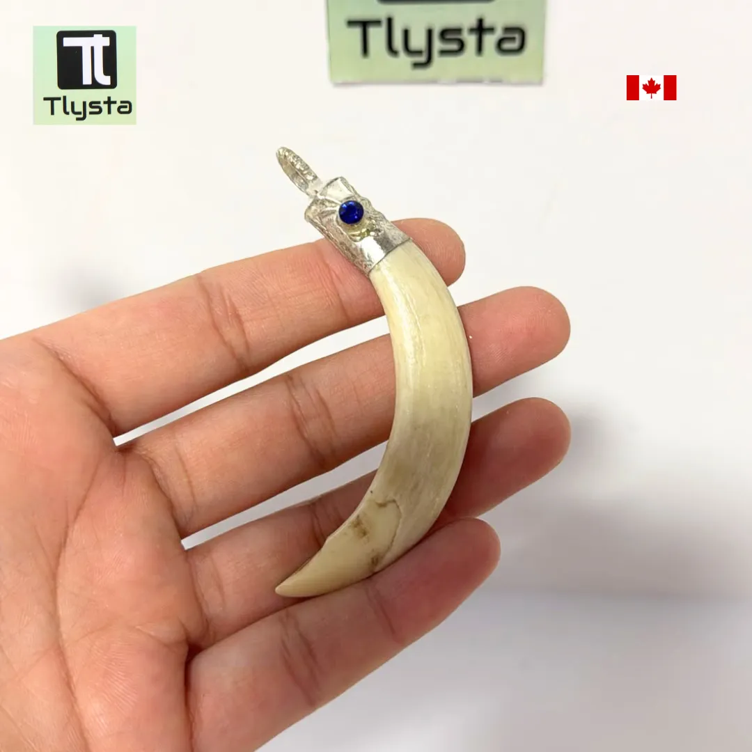 Boar Tusk (Soor Dandh) – Size Medium Shape 33