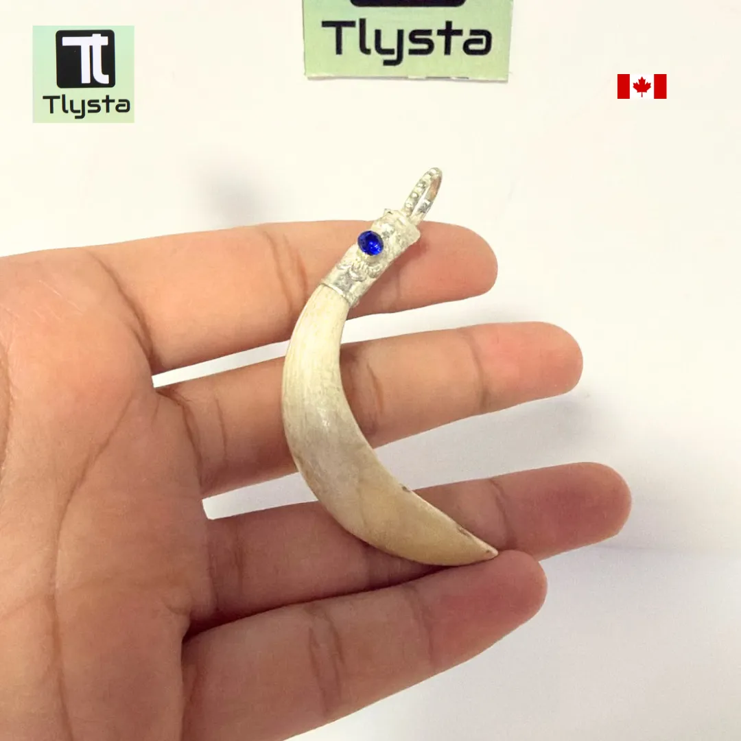 Boar Tusk (Soor Dandh) – Size Medium Shape 34