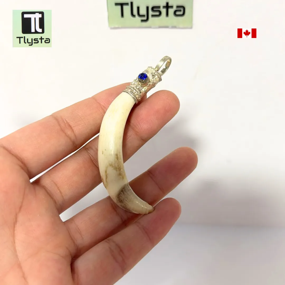 Boar Tusk (Soor Dandh) – Size Medium Shape 36