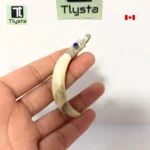 Boar Tusk (Soor Dandh) – Size Medium Shape 37