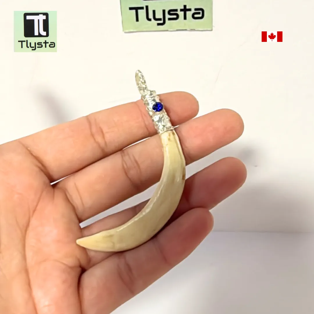 Boar Tusk (Soor Dandh) – Size Medium Shape 38