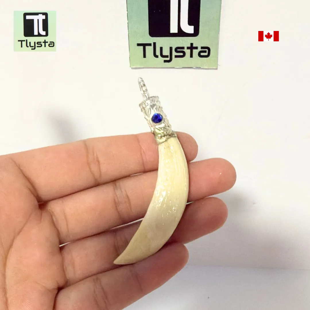 Boar Tusk (Soor Dandh) – Size Medium Shape 40