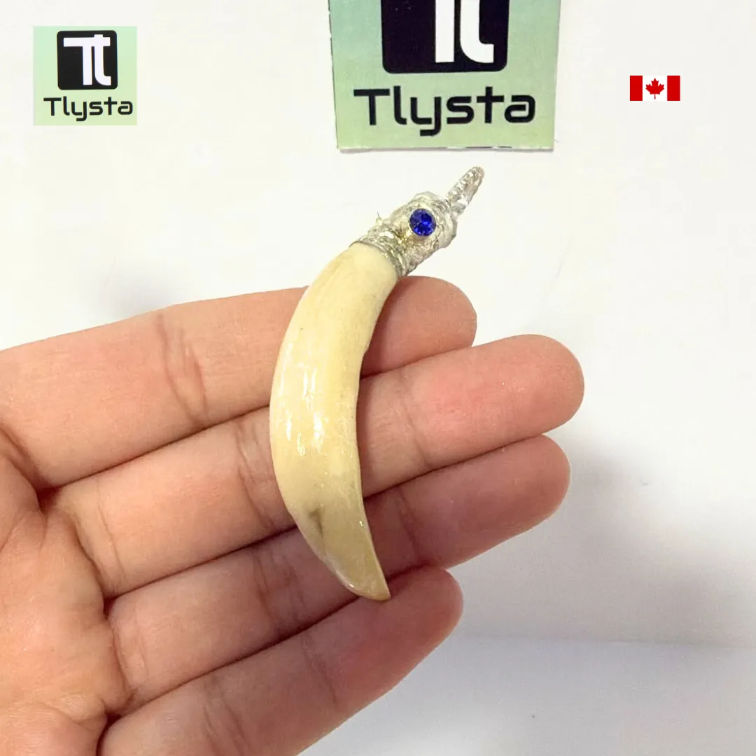 Boar Tusk (Soor Dandh) – Size Medium Shape 42