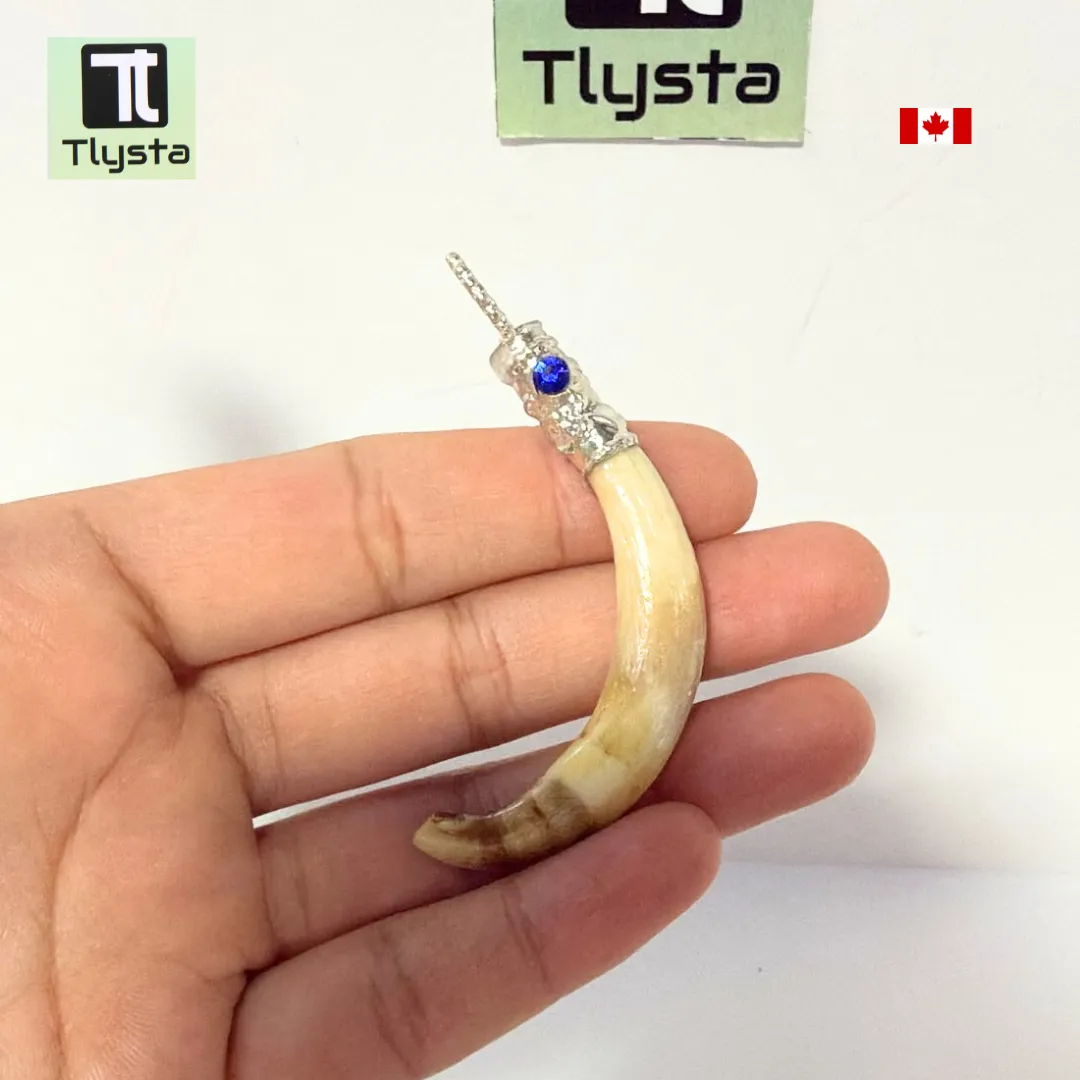 Boar Tusk (Soor Dandh) – Size Small Shape 14